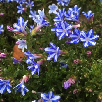 Lithodora 'Heavenly Blue' 