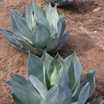 Agave celsii 'Nova' 