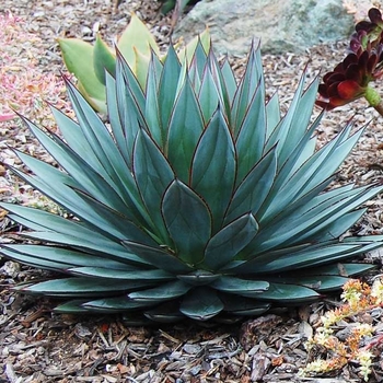 Agave 'Blue Ember' 