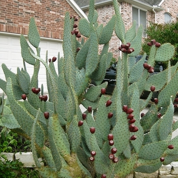 Opuntia lindheimeri var. linguiformis