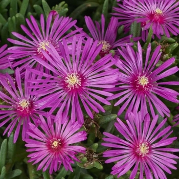 Delosperma cooperi