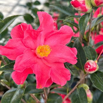 Camellia 'Coral Delight' 