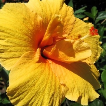 HIbiscus rosa-sinensis 'Joanne' 