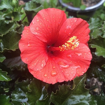 Hibiscus rosa-sinensis 'Fire Wind' PP31123