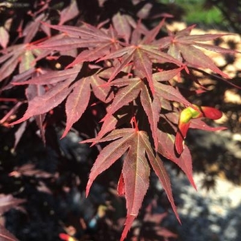 Acer palmatum 'Dragon Tears™' JN4 PP22249