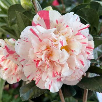 Camellia japonica 'Eleanor McCown' 
