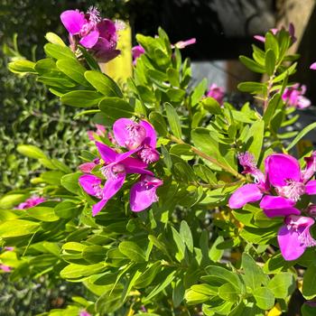 Polygala myrtifolia 'Grandiflora' 