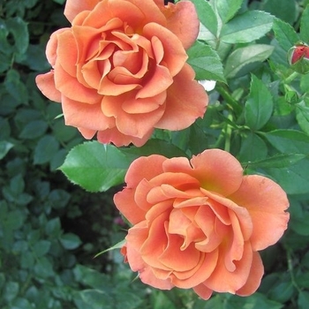 Rosa 'Pumpkin Patch™' PP21605