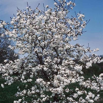 Magnolia x loebneri 'Ballerina' 