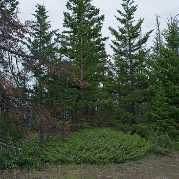 Juniperus communis 'Depressa' 