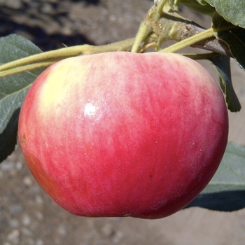 Malus 'Parkland' 