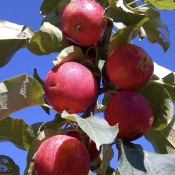 Malus 'Rescue' 