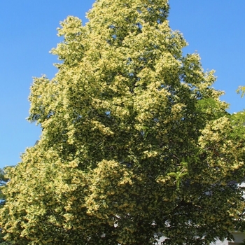 Tilia x flavescens 'Dropmore' 