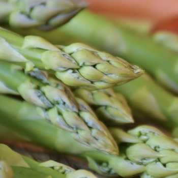 Asparagus officinalis 'Guelph Millennium' 