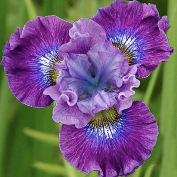 Iris sibirica 'Strawberry Fair' 