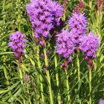 Liatris scariosa