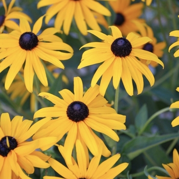 Rudbeckia fulgida 'Early Bird Gold' PP20286