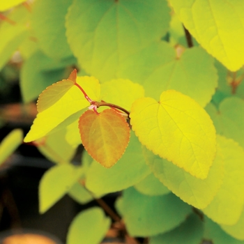 Cercidiphyllum japonicum 'Claim Jumper™' 