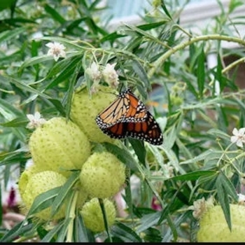 Asclepias curassivica 'Red Butterflies' 