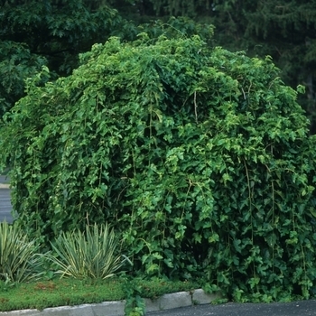 Morus alba 'Pendula' 