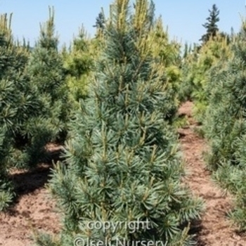 Pinus strobus 'Patton's Silver Splendor' 