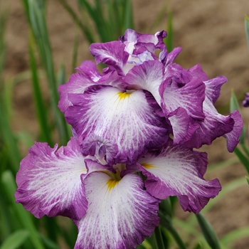 Iris ensata 'Lion King' 