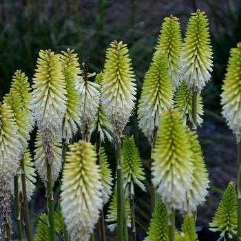 Kniphofia 'Lady Luck' PP32261