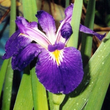 Iris 'Louisiana Purple' 