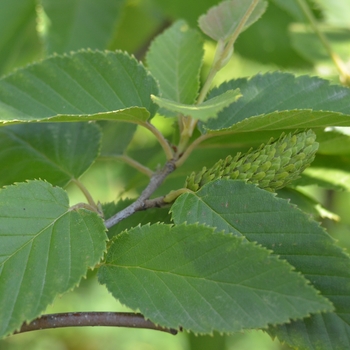 Alnus rugosa