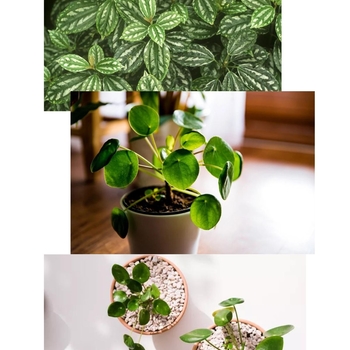 Pilea pubescens 'Silver Cloud' 