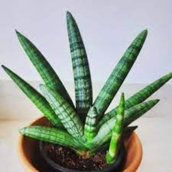 Sansevieria cylindrica 'Boncel' 