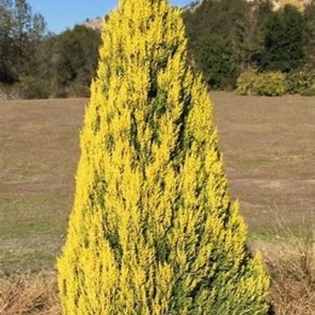 Cupressus macrocarpa 'Lemon Yellow' 