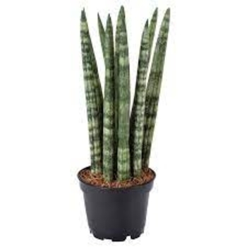 Sansevieria cylindrica