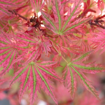 Acer palmatum 'Abigail Rose' 