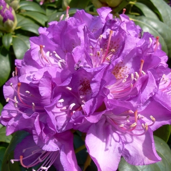 Rhododendron catawbiense 'Purpureum Elegans' 