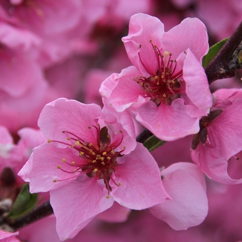 x Chitalpa tashkentensis 'Strawberry Moon' 
