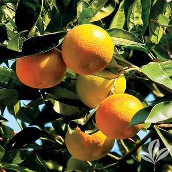 Citrus reticulata 'Ponkan' 