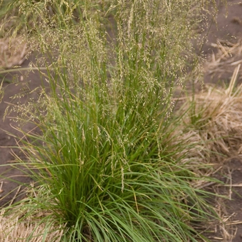 Deschampsia caespitosa 'Bronzeschleier' 