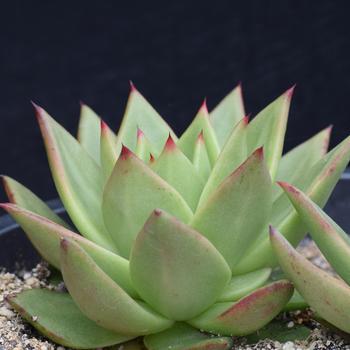 Echeveria agavoides 'Lipstick' 