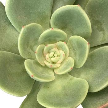 Echeveria agavoides 'Salmon'