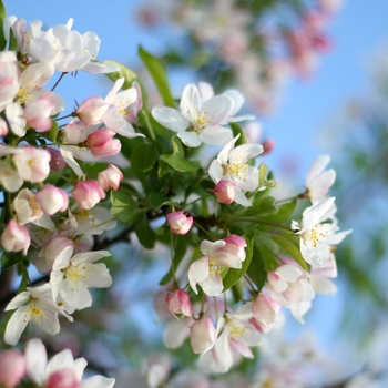 Malus 'Mary Potter' 