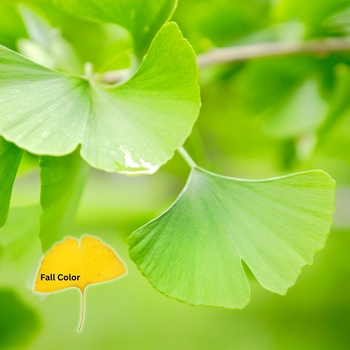 Ginkgo biloba 'Globosa' 