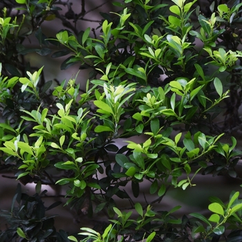 Ilex crenata