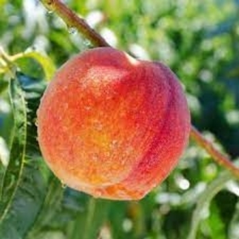 Prunus persica var. nucipersica 'Bradley' 