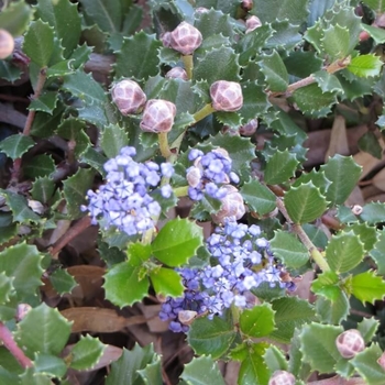 Ceanothus gloriosus