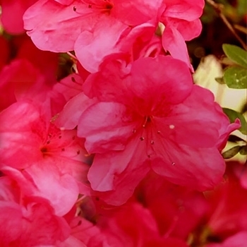 Rhododendron 'Red Slipper' 