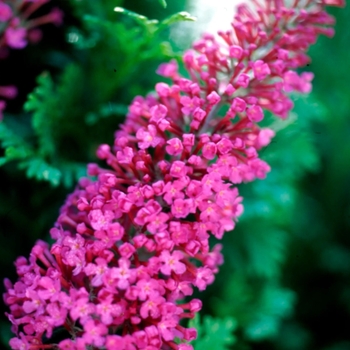 Buddleia davidii 'Attraction' 