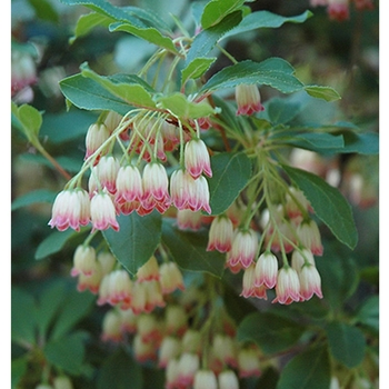 Enkianthus campanulatus 'Red Bells' 