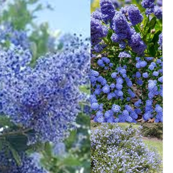 Ceanothus 