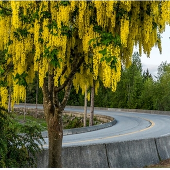 Laburnum anagyroides